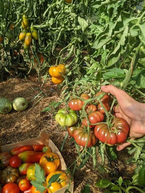 Paillage Des Tomates Lequel Choisir Pourquoi Terra Potager