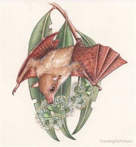 Queensland Blossom Bat By Drawingonnature Bat Original Watercolor