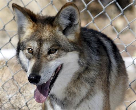 Cattle Kills Prompt Removal Of Two Mexican Gray Wolves On Gila National