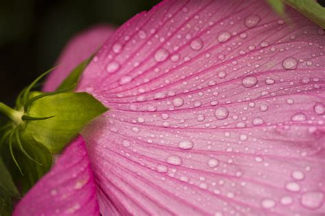 Online Crop Purple Petaled Flowers With Water Droplets Hd Wallpaper