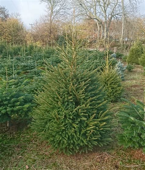Norway Spruce Exe Valley Christmas Trees