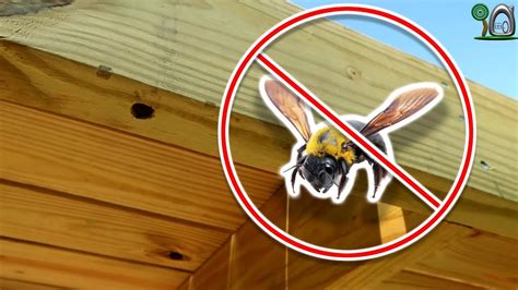 Stop Carpenter Bees Youtube