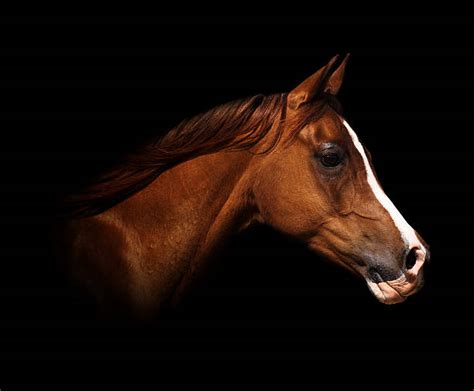 Royalty Free Horse Head Pictures Images And Stock Photos Istock