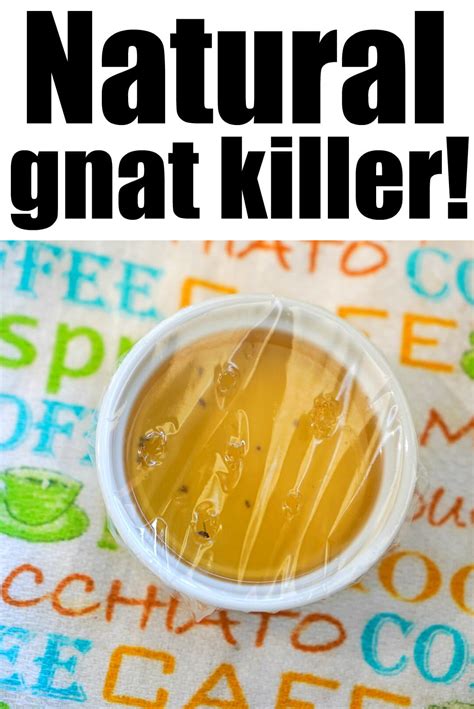 How To Get Rid Of Gnats Naturally · The Typical Mom