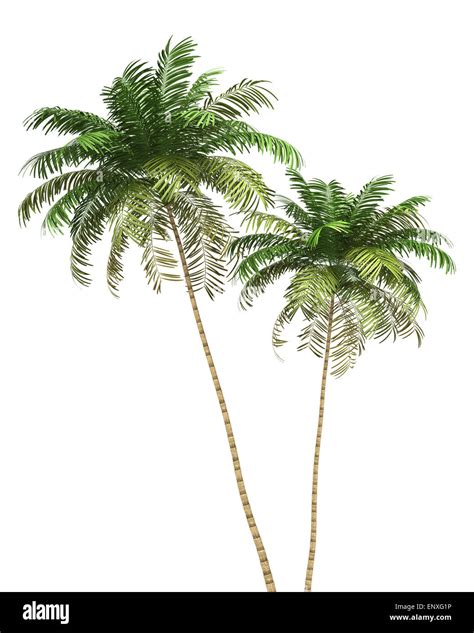 Two Areca Palm Trees Isolated On White Background Stock Photo Alamy
