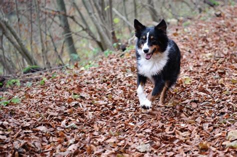 Australian Shepherds Temperament And Personality Guide