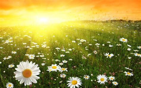 Beautiful Daisies On The Field Hd Sunny Day