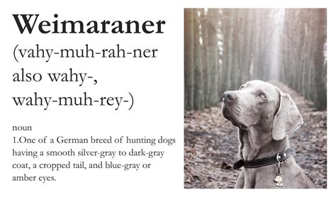 19 Dog Breed Names You Might Be Pronouncing Wrong Barkpost