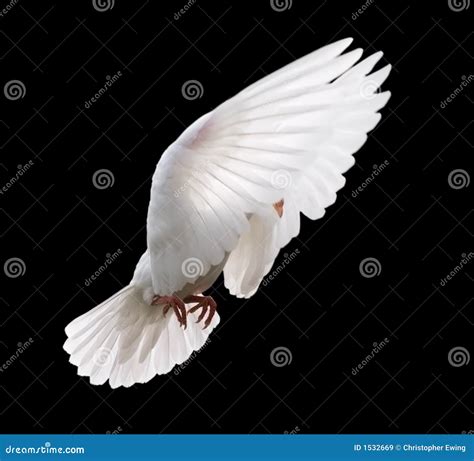 White Dove In Flight 4 Royalty Free Stock Images Image 1532669