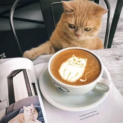 Кошка с кофе фото — Картинки и Рисунки