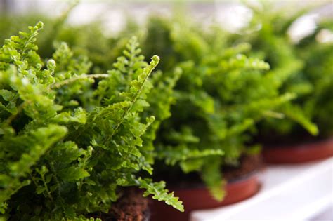 Doxo users have indicated this company does business in these areas. 4 Plant Decorating Tips