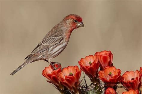 Identify birds of the usa with this stunning guide! Backyard birding | Rio Salado Audubon Center