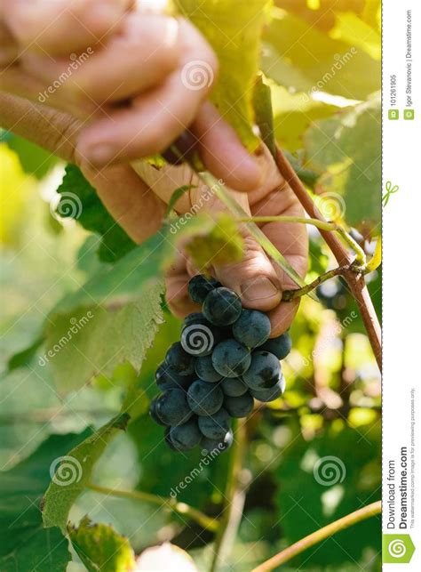 Female Viticulturist Harvesting Grapes In Grape Yard Stock Image