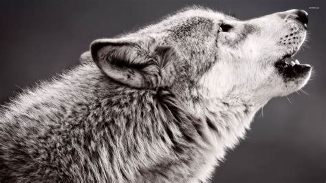 Wolf howling wallpaper - Animal wallpapers - #46774