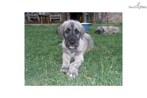 Welcome to texas irish wolfhounds. Irish Wolfhound for sale for $1,200, near Dallas / Fort Worth, Texas. f3526705-fd81
