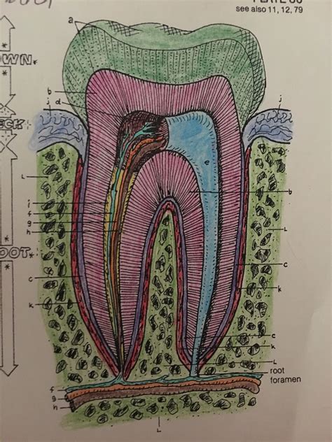 Tooth Diagram 2 Diagram Quizlet