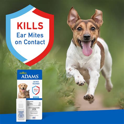 What Is The Best Ear Mite Treatment For Dogs