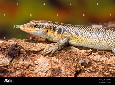 African Five Lined Skinks Hi Res Stock Photography And Images Alamy