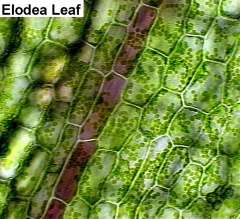 Plant Cell Microscope Lab Biological Science Picture Directory