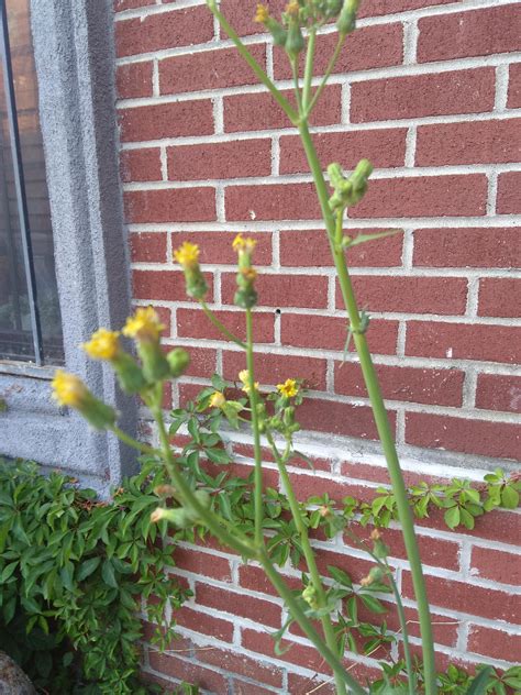 Tall Dandelion Plant