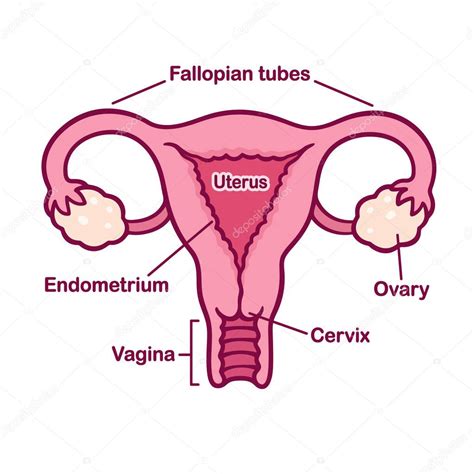 Female Reproductory System Anatomy Chart Stock Vector Sudowoodo