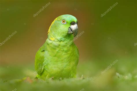 Green Parrot With Red Head 363 Red Headed Parrot Photos Free Royalty
