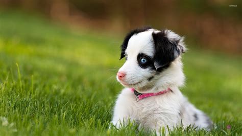 Cute Puppy With Beautiful Blue Eyes Wallpaper Animal Wallpapers 45030
