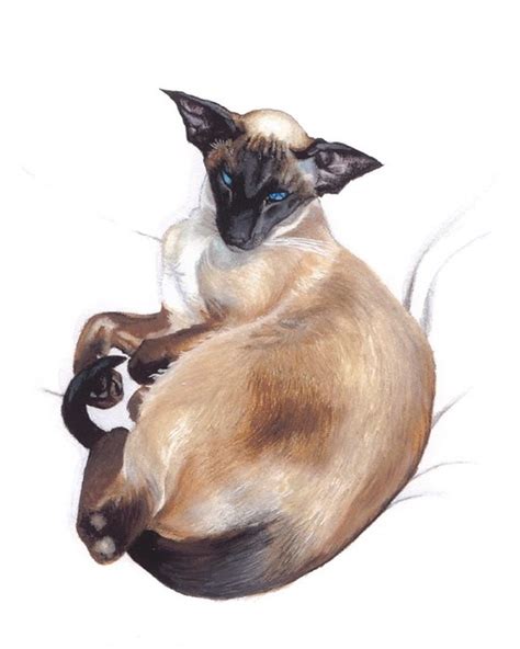 Siamese Cat Painting Siamese Cat Painting Available To Bu Flickr