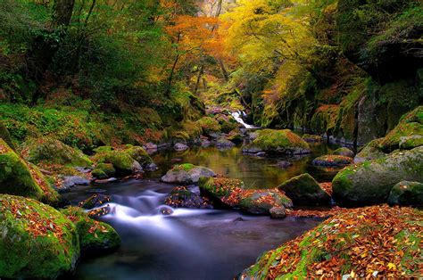 Nature Moss Forest River Autumn Leaves Stream Stones Hd Wallpaper