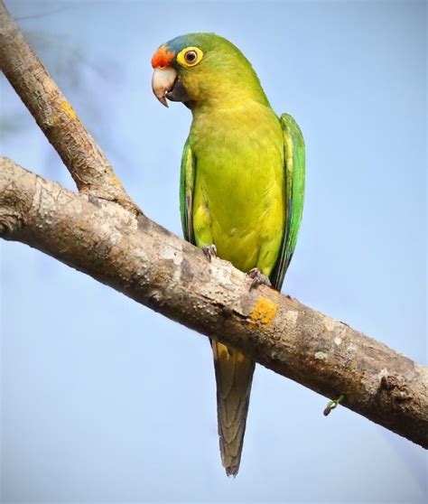 Orange Fronted Parakeet