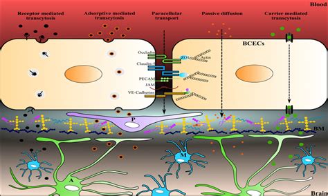 Paracellular And Transcellular Routes Across The Blood Brain Barrier
