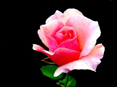 Small Pink Rosebud Photography Services Digital Photography Free