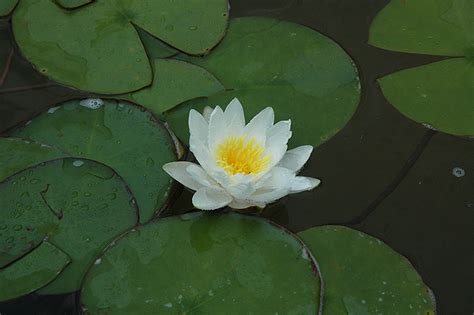 Gladstoniana Hardy Water Lily Nymphaea Gladstoniana In St Thomas