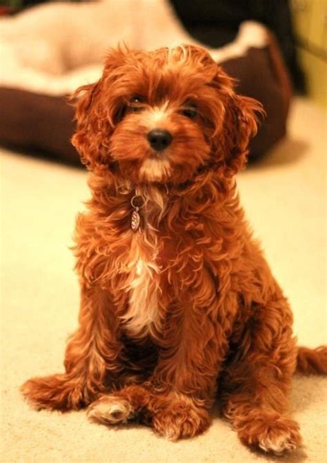 Top 10 Cutest And Most Popular Mixed Dog Breeds Youll