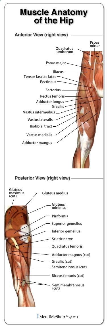 The hamstring group is composed of the semitendinosus and semimembranosus medially and the biceps femoris laterally. Muscle Anatomy of the Hip. #hipanatomy | Muscle anatomy ...