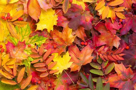 Colorful Autumn Leaves Background Stock Photo Image Of Decoration