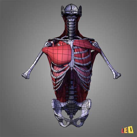 Also just 1 hour render. human torso muscles 3d model