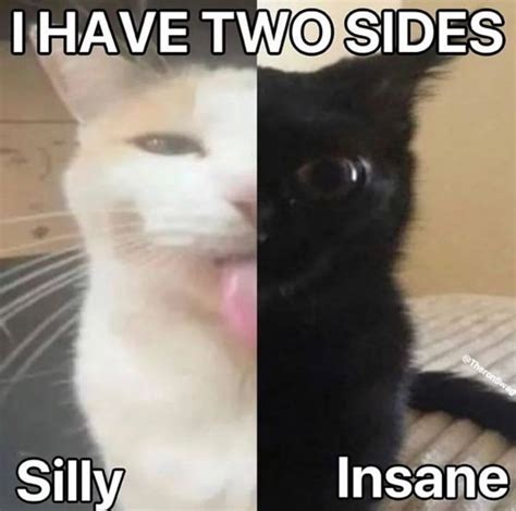 I Have Two Two Sides Silly Insane Silly Cats Know Your Meme