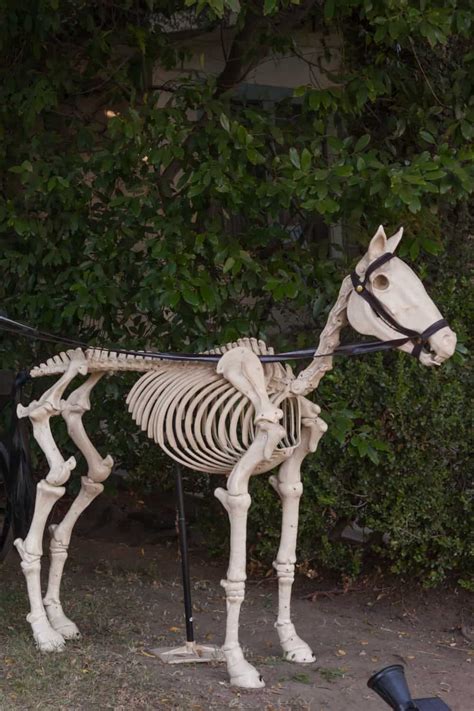 14 Facts About The Horse Skeleton