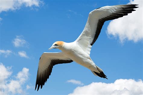 Gull Flying In Sky Free Stock Photo Public Domain Pictures