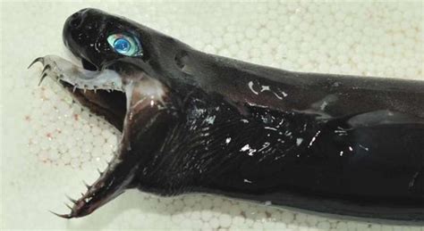 Rare Creature Viper Dogfish Found Off The Coast Of Japan Thrillist