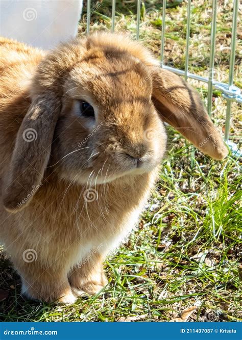Brown And White Coloured Lop Rabbit With Ears Down On Grass Stock Image