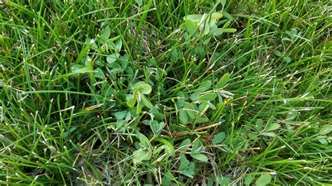 Weed Id And How To Remove—upstate Ny Lawnsite Is The Largest And