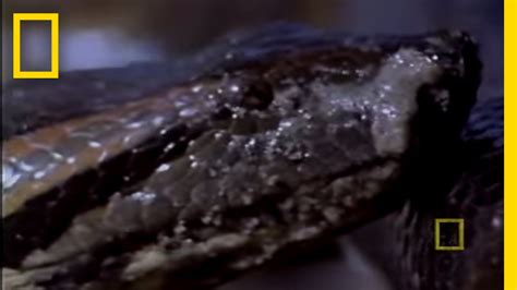 Anaconda Birth National Geographic Youtube