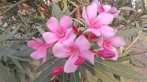 The Very Very Dangerous And Poisonous Oleander Youtube