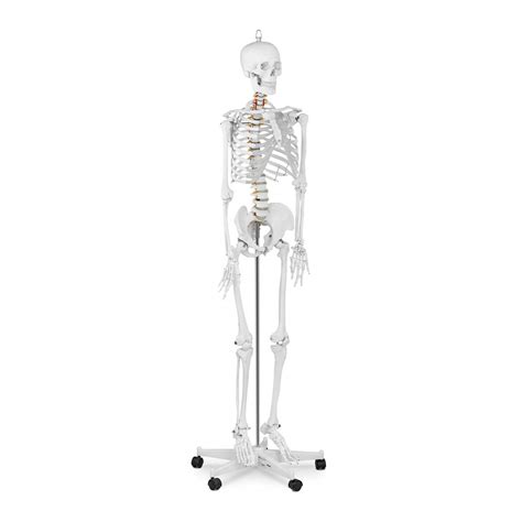 Physa Human Skeleton Model Anatomical Model Educational Life Sized