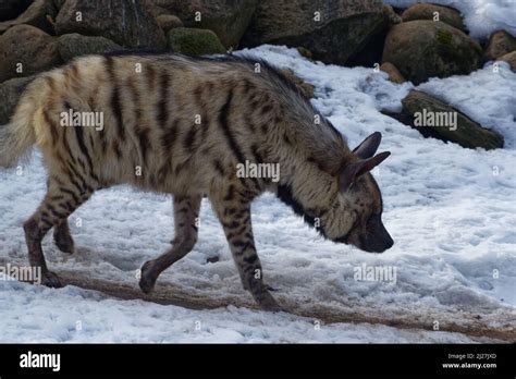 The Striped Hyena Hyaena Hyaena Is A Species Of Hyena Stock Photo Alamy