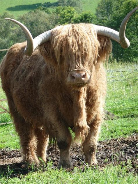 Hamish Highland Cow Kilmahog Scotland Highland Cattle For Sale