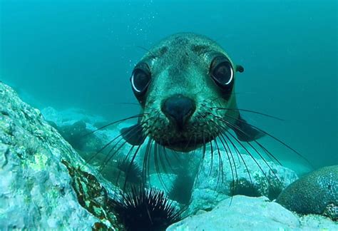 Cute Pup Australian Fur Seal Arctocephalus Pusillus Do