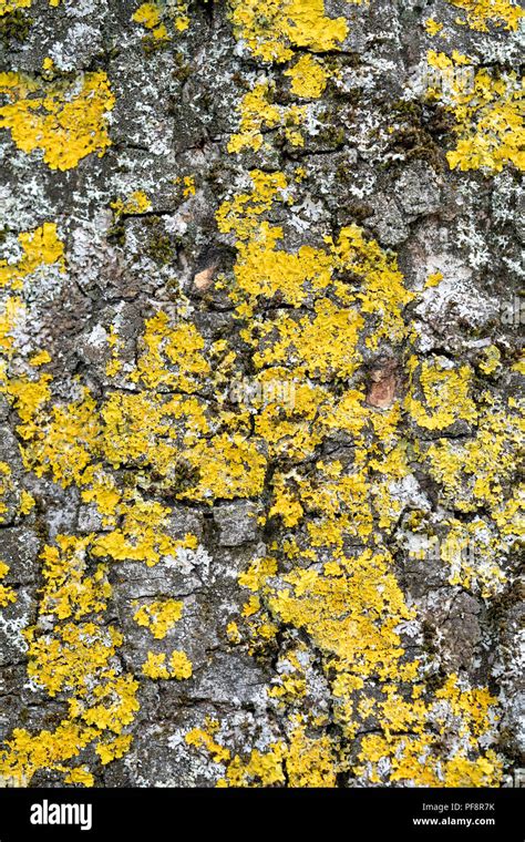 Yellow Lichen And Moss Fungus Growing On Tree Bark Stock Photo Alamy